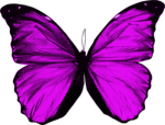 Butterfly.png