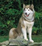 husky-siberien-3.jpg