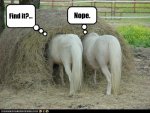 funny%u00252Bhorse%2Bpictures%2Bfree%2B%252840%2529.jpg