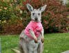 wallaroo_28t-1.jpg