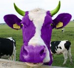 PurpleCow1.jpg