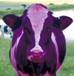 purpleCow3.jpg