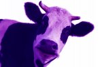 PurpleCow4.jpg