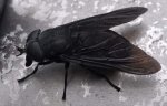 black_horse_fly_bob.jpg