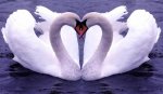 Beautiful-_Love_-Birds_-Wallpapers12.jpg