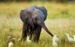 baby-elephant-and-egrets.jpg