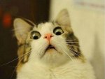 20-Funny-Shocked-Cat-Memes-3.jpg