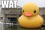 WAT-duck.jpg