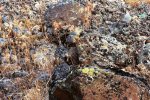 hidden_animal_3.jpg