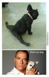 jean-claude-van-damme-amp-039-s-dog_o_2950395.jpg