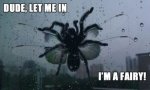 21-let-me-in-I-m-a-fairy-spider-meme.jpg