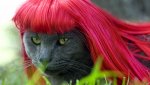 Kitty-Cat-Wig-Designs-1.jpg