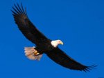 558xNxeagle_soaring_high-cs_size.jpg