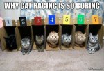 catracing.jpg