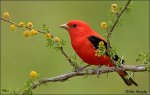 Beautiful-Birds12.jpg