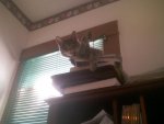 Pets - 2008 - Shadow lounging.jpg