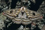 moth.jpg