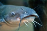 white-catfish-face.jpg