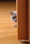 cat-hiding-thinkstock-147061125-225sm121813.jpg