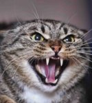 angry-cat-300x336.jpg