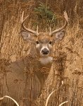 Eight Point Buck 004-L.jpg