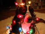 doggie.jpg