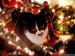kittycat.jpg