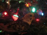 parakeet.jpg
