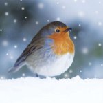 Robin-HR-resized.jpg