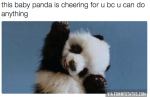 panda-1422307933g8kn4.png