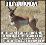 antelope.jpg