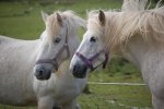 Mull - White Horses.jpg