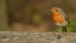 Rufford - Robin 3.jpg