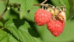 Stonebridge - Raspberry.jpg