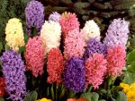 Flower-Bulbs-103.jpg