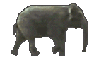 elephant-3.gif