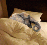 1241698442_snoring-elephant.gif