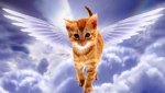 angel_cat.jpg