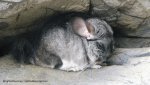 labelled Chinchilla.jpg