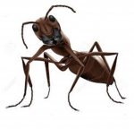 ant2 - Copy.jpg