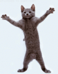 dancing-cat-smiley-emoticon.gif