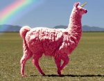 funny-llama-lol-nonsense-pink-Favim.com-325386.jpg