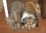 flemish+giant+rabbit+picture.jpg