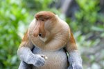 600-126962937-proboscis-monkeys.jpg