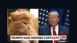 150714204025-moos-trump-your-cat-meme-erin-00000918-full-169.jpg