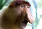 Proboscis-monkey_SS_50488999_091213-617x416[1].jpg