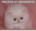 No_chzbrgr_kitten.jpg