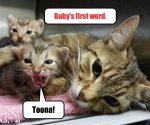 Kittens_first_word.jpeg