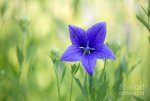 star-shaped flower.jpg