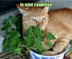 Mint kitty.jpeg